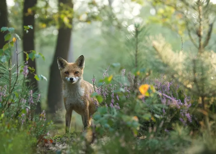 فندق Witte Berken Natuurhotel إبّ