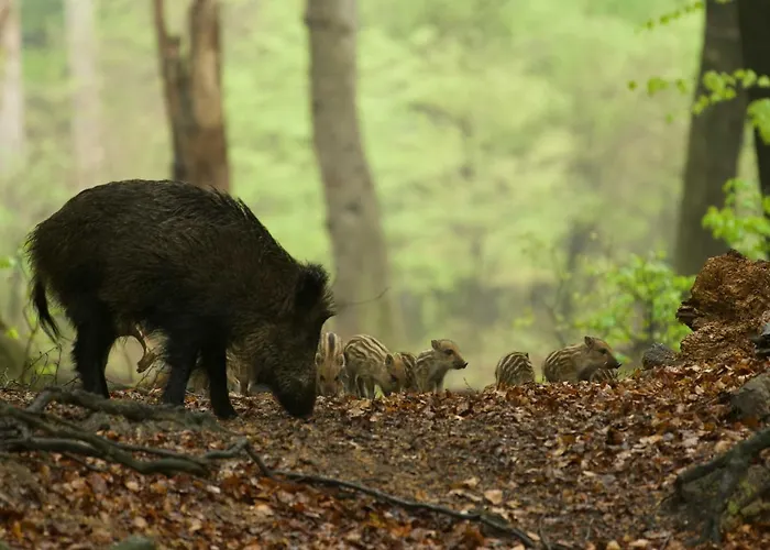 Witte Berken Natuurhotel Hotel 4*