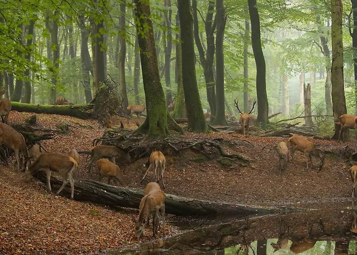 Witte Berken Natuurhotel 4*